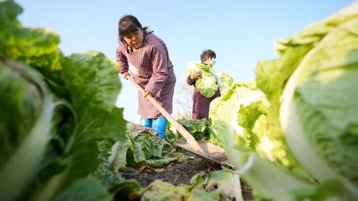 織貢農(nóng)場最新新聞