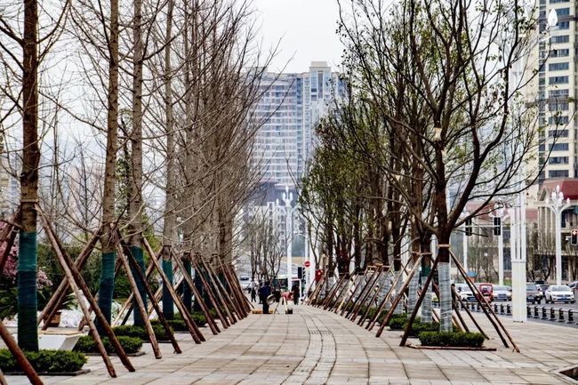 常德園林管理局啟動新項(xiàng)目重塑城市綠色生態(tài)景觀