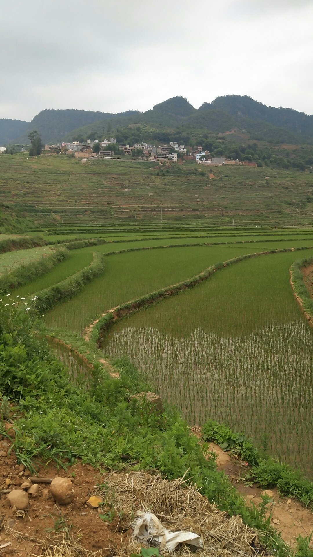 那吾村最新天氣預(yù)報(bào)