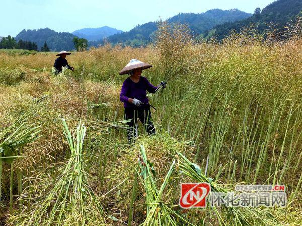 通道縣播陽農(nóng)場交通新聞更新