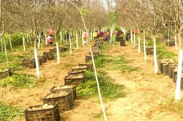 踅孜鎮(zhèn)未來繁榮新藍圖，最新發(fā)展規(guī)劃揭秘